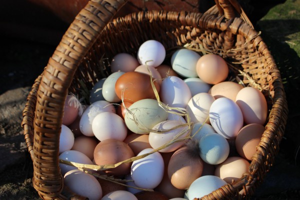 Hofeigene Produkte: Eier